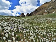 84 Crocus in attesa del sole 